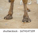 Small photo of Camel Long Legs and Camel Toe Close up