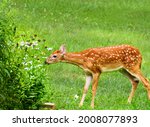 White Tailed Deer Fawn Nibbling ...