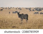 Giant eland antelopes in masai...