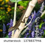Cuban Brown Anole In Florida