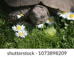 Small photo of Dorris the Tortoise hungry for Daisies