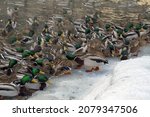 A flock of wild ducks on the lake. Many wild ducks swim in the winter lake. A flock of wild ducks in the water.