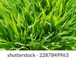 Small photo of Background of a green grass. Green grass texture Green grass texture from a field. Green Grass Close Up Details.