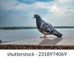 Small photo of The domestic pigeon Columba livia domestica or Columba livia forma domestica is a pigeon subspecies that was derived from the rock dove.