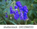 Small photo of Aconitum, commonly known as aconite, monasticism, wolf wolf, leopard curse, mouse, female curse, devil's helmet, queen of poisons or blue rocket.
