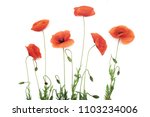 red poppy flowers in a row on... | Shutterstock . vector #1103234006