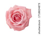 Beautiful Pink Rose Isolated On ...