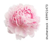Pink Peony Isolated On White...