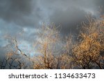 Small photo of Lacy lit up bare tree limbs holding back the night during a monsoon storm in Tucson, Arizona at sunset