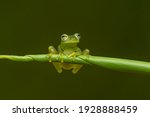 Reticulated Glass Frog  ...