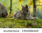 Lynx In Green Forest With Tree...