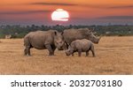 White rhinoceros ceratotherium...