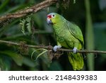 Red-lored Parrot, Amazona autumnalis, portrait of light green parrot with red head, Costa Rica. Detail close-up portrait of bird. Bird and pink flower. Wildlife scene from tropical nature