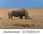 White rhinoceros ceratotherium...