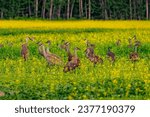 Small photo of The common crane (Grus grus), also known as the Eurasian crane, a flock of cranes at the lake. A flock of cranes on a cold morning, one crane has its neck and head lit by the sun