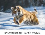 Siberian tiger in the snow ...