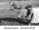 Small photo of a shepherd's donkey with its saddlebag on its back, grazing on the green plateau