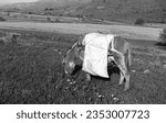 Small photo of a shepherd's donkey with its saddlebag on its back, grazing on the green plateau