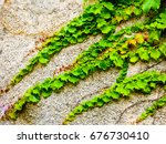 Green ivy climbing on the wall  in qingdao city shangdong province China .