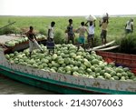 Small photo of Chandradwip of Baufal in Patuakhali, Bangladesh - April 01, 2022: Popular seasonal fruit watermelon is being picked up from the inaccessible coastal char fields and loaded into trawlers for marketing