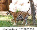 Indian Bengal Tiger (Panthera tigris) in natural habitat shot by marking his territory with pissing  on tree