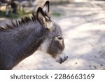 Small photo of Donkey Ass Dicky Neddy Moke Animal