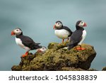 Atlantic puffin   also known as ...