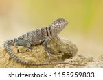 Small photo of The name "collared lizard" comes from the lizard's distinct coloration, which includes bands of black around the neck and shoulders that look like a collar.