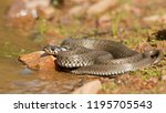 Grass Snake  Natrix Natrix  ...