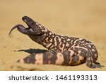 Small photo of Gila monster (Heloderma suspectum) is a species of venomous lizard native to the southwestern United States and northwestern Mexican state of Sonora.