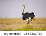 Common Ostrich  Struthio...