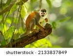 Small photo of he Central American squirrel monkey (Saimiri oerstedii), also known as the red-backed squirrel monkey, is a squirrel monkey species from the Pacific coast of Costa Rica and Panama