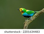 Small photo of Multicoloured tanager (Chlorochrysa nitidissima) is a species of bird in the family Thraupidae. It is endemic to the mountains of Colombia, and as of 2010 has been categorized as vulnerable