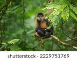 Small photo of Geoffroy's spider monkey (Ateles geoffroyi), also known as the black-handed spider monkey or the Central American spider monkey