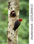 Small photo of Pale-billed woodpecker (Campephilus guatemalensis) is a very large woodpecker that is a resident breeding bird from northern Mexico to western Panama