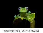 Small photo of Common name Limon giant glass frog has been coined for this species, apparently in reference to its type locality in the canton of Limon, Costa Rica and it is also known as the ghost glass frog.