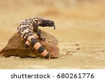 Small photo of Gila monster (Heloderma suspectum is a species of venomous lizard native to the southwestern United States and northwestern Mexican state of Sonora. A heavy, typically slow-moving lizard.