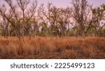 Small photo of Doomadgee tropical savanna australia woordland