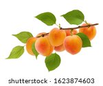 Isolated apricot. Ripe yellow apricot fruit on tree branch with green leaves isolated on white background