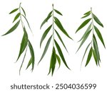 Willow tree branches with green leaves isolated on white background