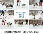 the dog sledding  siberian... | Shutterstock . vector #392923153