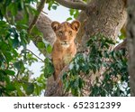 Tree Climbing Lion Cub