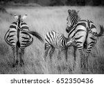 Nursing Zebra With Adults