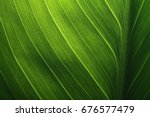 Green leaf texture background...