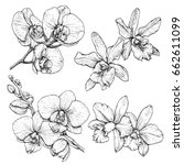 Hand Drawn Set With Orchid...
