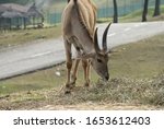 A Common Eland Grazing At...
