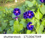 A Group Of Purple Morning Glory ...