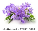 Lavender flowers isolated. Bunch of lavender flowers isolated over white background. Full depth of field.
