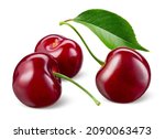 Cherry isolated. sour cherries...