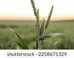 Young Green Wheat Sprouts With...